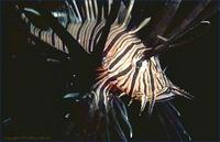 Image of: Pterois (lionfishes, turkeyfishes, and zebrafishes)