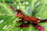 Image of: Anolis nitens