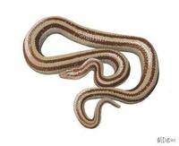 Image of: Charina trivirgata (coastal rosy boa)