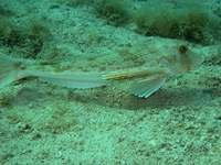 Chelidonichthys lucernus