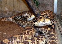 Pituophis melanoleucus - Culebra-sorda Toro