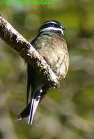 Whiskered Treeswift - Hemiprocne comata