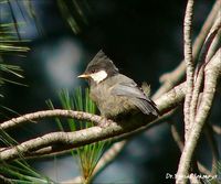 Rufous-naped Tit - Parus rufonuchalis