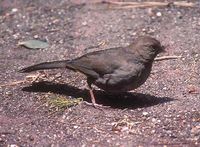 California Towhee - Pipilo crissalis