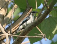 Black-and-white Triller - Lalage melanoleuca