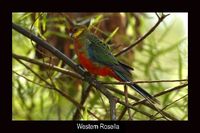 Western Rosella