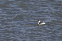 Silvery Grebe - Podiceps occipitalis