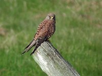 Eurasian Kestrel - Falco tinnunculus