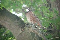 Northern Bobwhite - Colinus virginianus