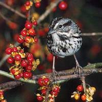 Song Sparrow (Melospiza melodia) photo