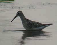 Stilt Sandpiper - Calidris himantopus