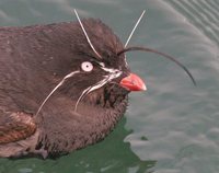 Whiskered Auklet - Aethia pygmaea