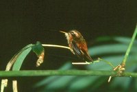 Reddish Hermit - Phaethornis ruber