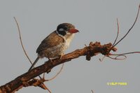 White-eared Puffbird - Nystalus chacuru