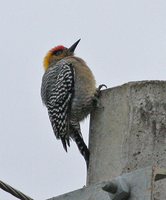 Golden-cheeked Woodpecker - Melanerpes chrysogenys