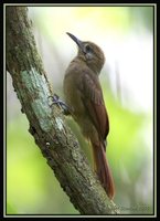 Plain-brown Woodcreeper - Dendrocincla fuliginosa