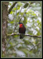Red-ruffed Fruitcrow - Pyroderus scutatus