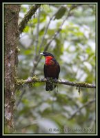 Red-ruffed Fruitcrow - Pyroderus scutatus