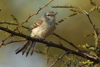 Plain Tyrannulet - Inezia inornata