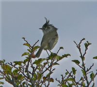 Tufted Tit-Tyrant - Anairetes parulus