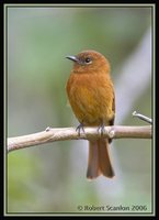 Cinnamon Flycatcher - Pyrrhomyias cinnamomea