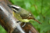 Golden-crowned Flycatcher - Myiodynastes chrysocephalus