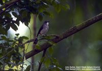 Ashy Bulbul - Hemixos flavala