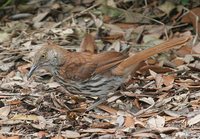 Brown Thrasher - Toxostoma rufum