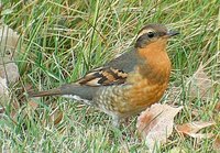 Varied Thrush - Ixoreus naevius