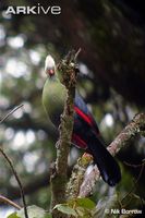 Prince Ruspoli's Turaco - Tauraco ruspolii