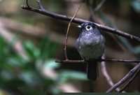 White-eyed Slaty-Flycatcher - Melaenornis fischeri