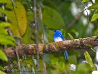 Short-crested Monarch - Hypothymis helenae