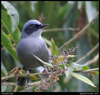 Beautiful Sibia - Heterophasia pulchella