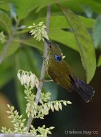 Purple-naped Sunbird - Hypogramma hypogrammicum