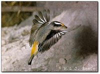 Striated Pardalote - Pardalotus striatus