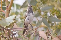 White-fronted Honeyeater - Phylidonyris albifrons