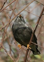 White-cheeked Starling - Sturnus cineraceus