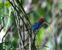 Royal Parrotfinch - Erythrura regia