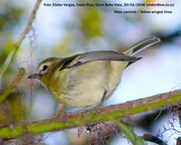 Yellow-winged Vireo - Vireo carmioli