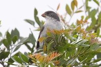 White-bellied Seedeater - Sporophila leucoptera