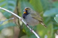 Yellow-faced Grassquit - Tiaris olivacea