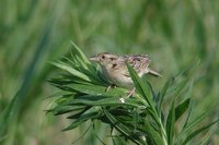 Grasshopper Sparrow - Ammodramus savannarum