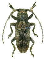 큰곰보하늘소 - Pterolophia annulata