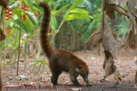 Coatimundi Nausua nausua