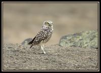 Burrowing Owl 3