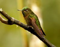 Tyrian metaltail