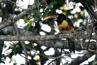 Chestnut-eared  araçari   -   Pteroglossus  castanotis   -   Araçari  guancecastane