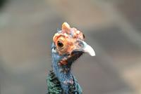 Ocellated Turkey