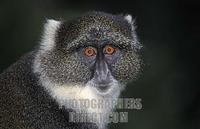 Sykes monkey , Cercopithecus albogularis , Mount Kenya National Park , Kenya stock photo