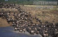 ...Blue wildebeest , connochaetes taurinus , crossing the Mara river during the migration , Maasai 